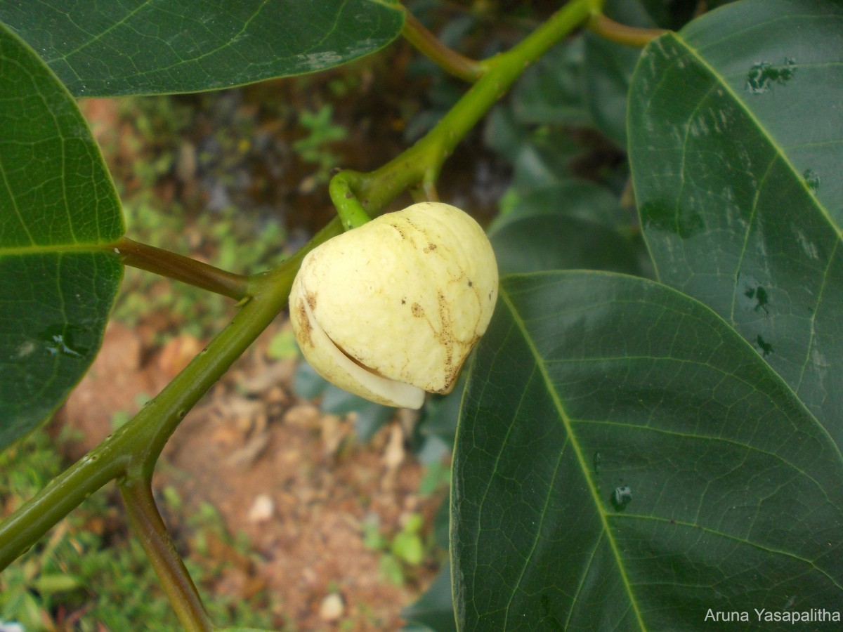 Annona glabra L.